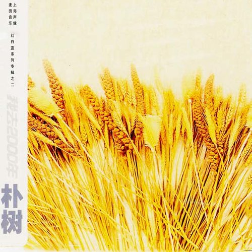 白桦林朴树